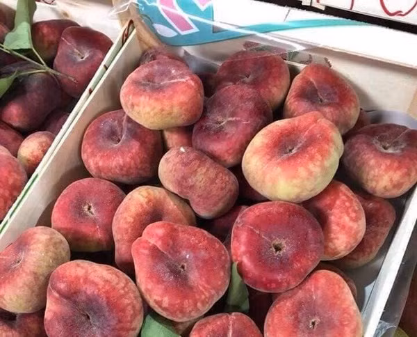 Loại đào này còn gọi là "đào bánh rán", được xem là một trong những loại đào ngon nhất thế giới. Loại đào này hút khách vì có hình dáng độc đáo, vị giòn ngọt. Ảnh: Vietnamnet