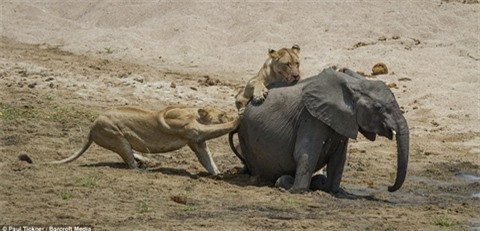 Doi su tu doi ranh manh khien con voi bo mang tuc tuoi-Hinh-6