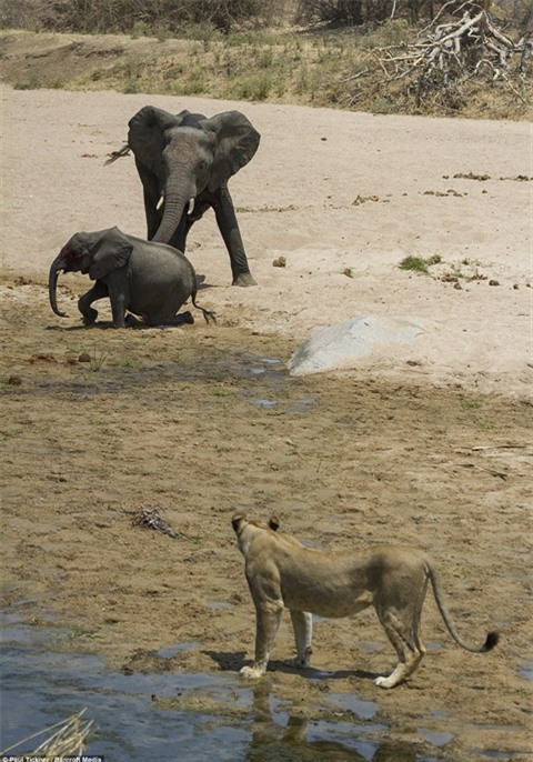 Doi su tu doi ranh manh khien con voi bo mang tuc tuoi-Hinh-4