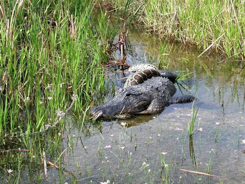Ban đầu, con trăn đã có màn chạm trán không mong muốn với chú cá sấu ở trong đầm nước.