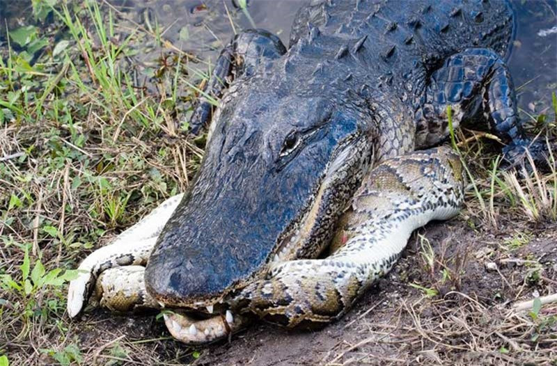 Do có kích thước, trọng lượng cũng như sức mạnh yếu hơn, nên con trăn đã nhanh chóng thua cuộc và bị con cá sấu giết chết.
