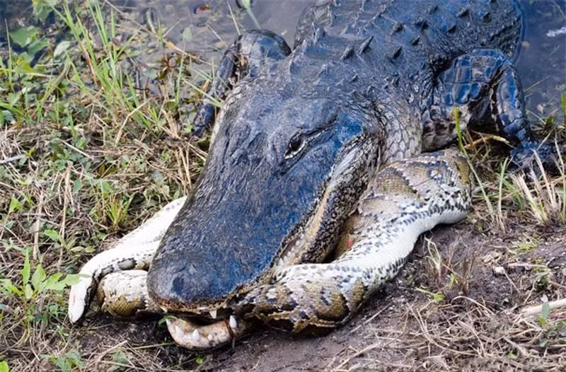 Do có kích thước, trọng lượng cũng như sức mạnh yếu hơn, nên con trăn đã nhanh chóng thua cuộc và bị con cá sấu giết chết.