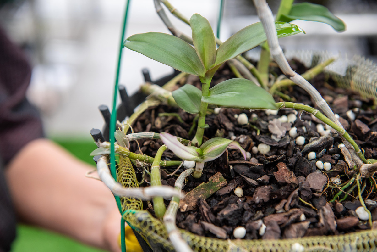 Chuyen gia chi ra manh khoe cua nhung ke lua dao lan dot bien-Hinh-3