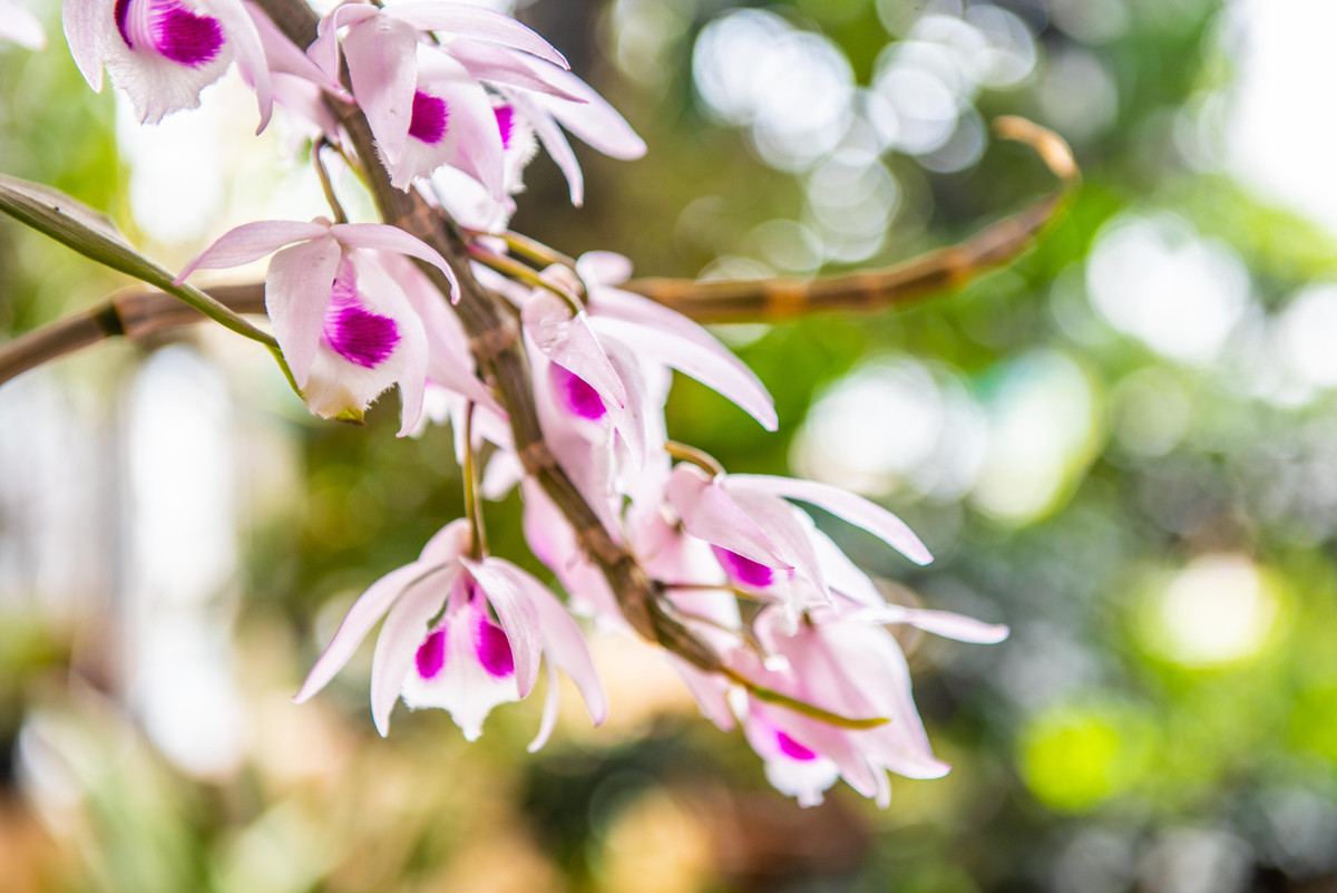 Chuyen gia chi ra manh khoe cua nhung ke lua dao lan dot bien