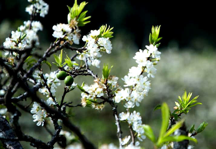 Canh man co o at ve Ha Noi hut dan mua choi Tet-Hinh-2