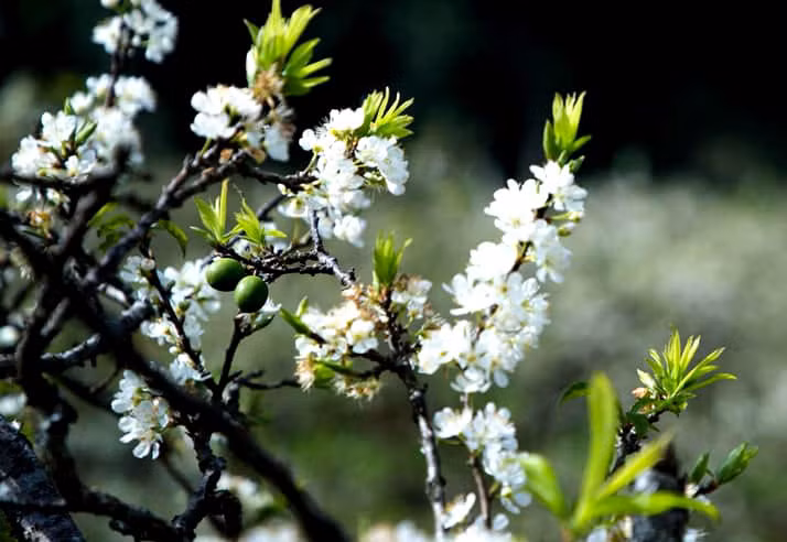Canh man co o at ve Ha Noi hut dan mua choi Tet-Hinh-2