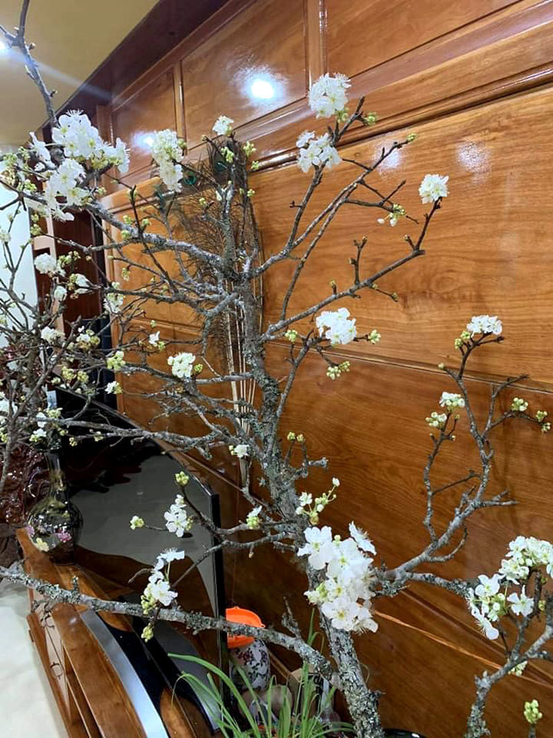 Canh man co o at ve Ha Noi hut dan mua choi Tet-Hinh-4