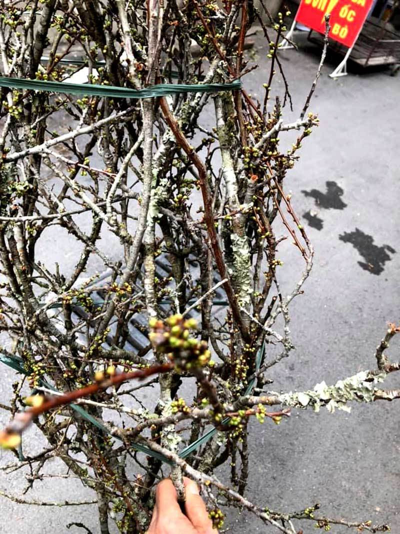 Canh man co o at ve Ha Noi hut dan mua choi Tet-Hinh-3