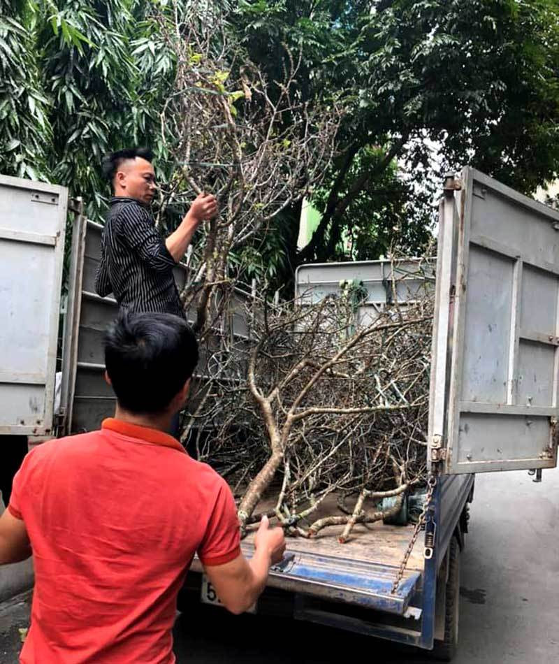 Canh man co o at ve Ha Noi hut dan mua choi Tet