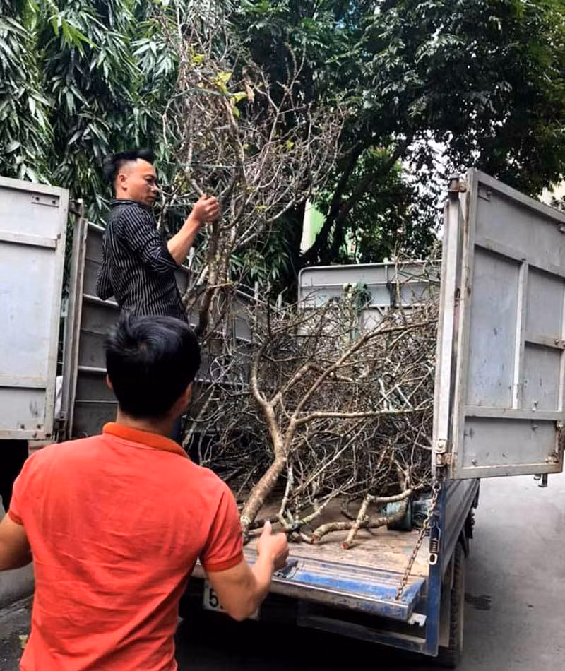 Canh man co o at ve Ha Noi hut dan mua choi Tet