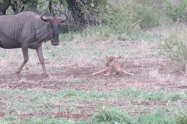 gay lập tức, linh dương đầu bò mẹ liền lao tới đánh đuổi bầy chó hoang để bảo vệ con non.