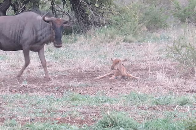 Ngay lập tức, linh dương đầu bò mẹ liền lao tới đánh đuổi bầy chó hoang để bảo vệ con non.