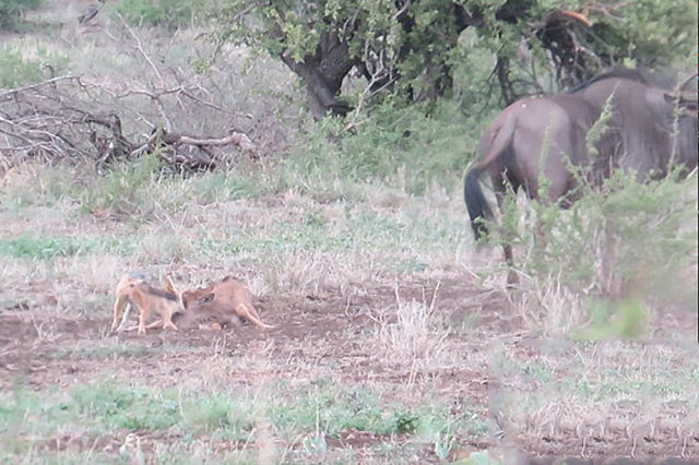 hông những vậy, nó còn húc trúng con non và khiến chú linh dương đầu bò con chết thảm rồi biến thành bữa ăn ngon cho những kẻ săn mồi.
