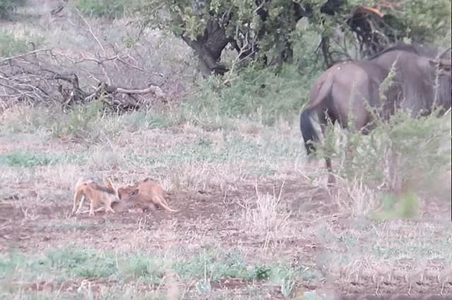 Không những vậy, nó còn húc trúng con non và khiến chú linh dương đầu bò con chết thảm rồi biến thành bữa ăn ngon cho những kẻ săn mồi.