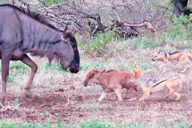 hế nhưng, trong lúc chiến đấu với bầy chó hoang, linh dương đầu bò mẹ lại vô tình dẫm phải con của mình.