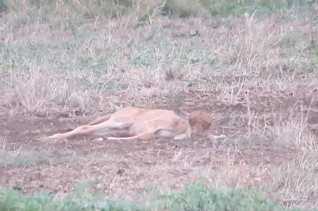 Linh duong dau bo me 