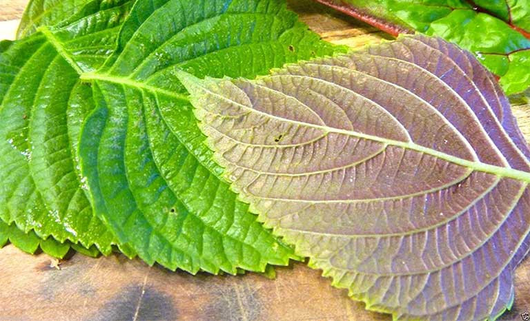 5 cach tri mun an bang nguyen lieu tu nhien tai nha-Hinh-5