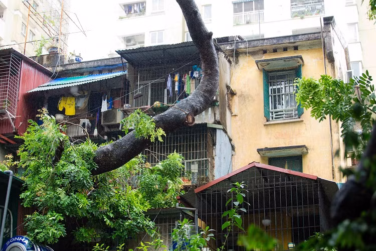 Kỳ lạ kiến trúc “cây mọc xuyên nhà” tại khu tập thể cũ ở Hà Nội - 6