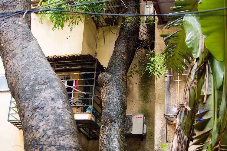 Kỳ lạ kiến trúc “cây mọc xuyên nhà” tại khu tập thể cũ ở Hà Nội - 5