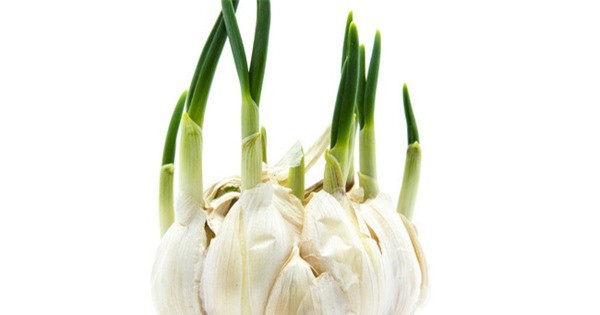 Mỗi ngày 1 củ tỏi mọc mầm bạn hưởng lợi những gì? ảnh 1 Mỗi ngày 1 củ tỏi mọc mầm bạn hưởng lợi những gì? ảnh 1