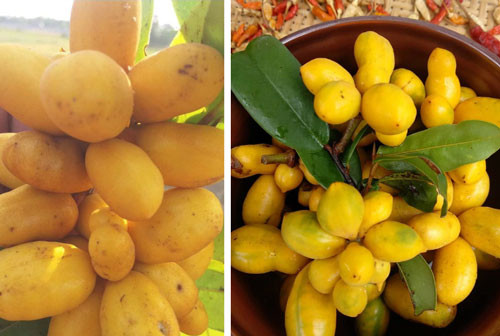 Viet Nam co loai qua dai khong chi an ngon ma con dung lam thuoc