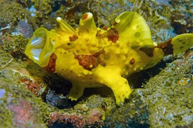 Cá vây chân Warty hay cá vây chân vương miện, sử dụng thân hình phát sáng của chúng để thu hút con mồi là các loài sâu biển hay các loài cá nhỏ. 