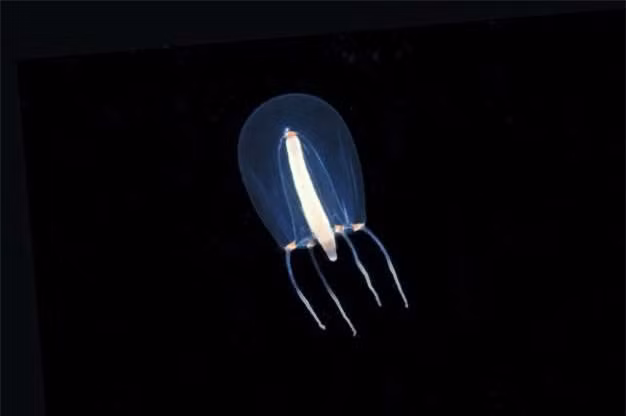 Sứa Hydromedusa có kích thước chỉ vài milimet, khiến chúng rất khó phát hiện. 