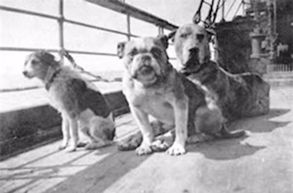  Ann Elizabeth Isham và một số người khác, được cho là chấp nhận cái chết chỉ vì không chịu bỏ mặc lũ chó của mình trên tàu. 