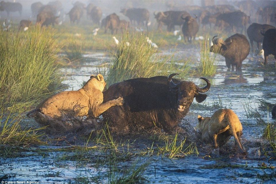 Trâu mẹ nhanh chóng nhận ra nó chỉ có một mình, trong khi có 2 con sư tử lao vào cận chiến.