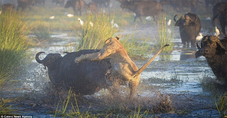 Một con sư tử bất ngờ nhảy bổ lên sau lưng trâu mẹ trong khi một con trâu khác đã nhận thấy tình huống.