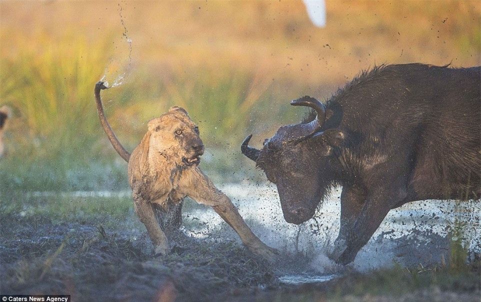 Diễn biến thêm kịch tính khi con trâu đực lao tới với sự dũng mãnh của nó khiến sư tử kinh hãi.
