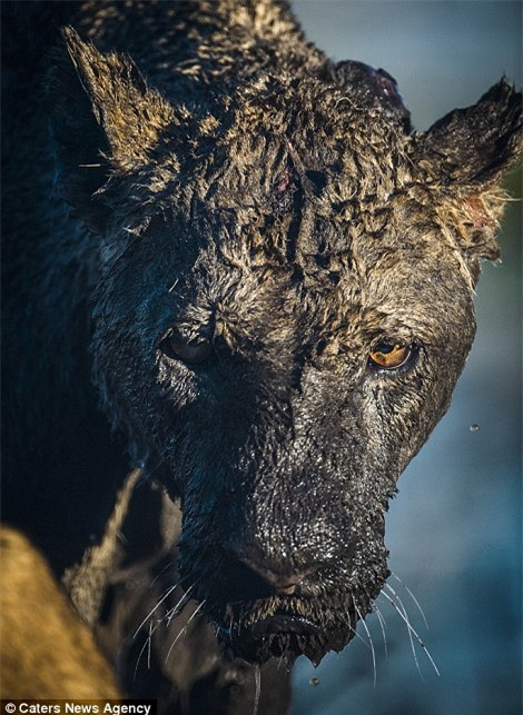 br/> Nhiếp ảnh gia Wim van den Heever cho biết, con sư tử cái lê lết ra khỏi bùn lầy và đã chết 2 ngày sau đó.