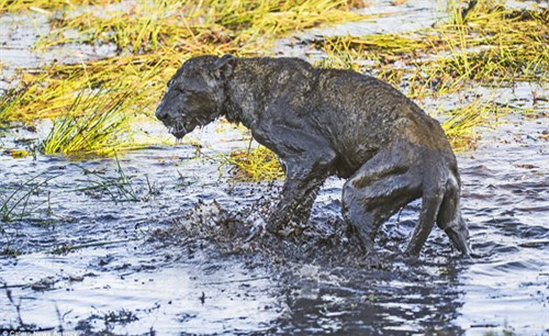 br/> Con sư tử cái lóp ngóp bò dậy, cả thân mình nó bê bết bùn và thương tích.