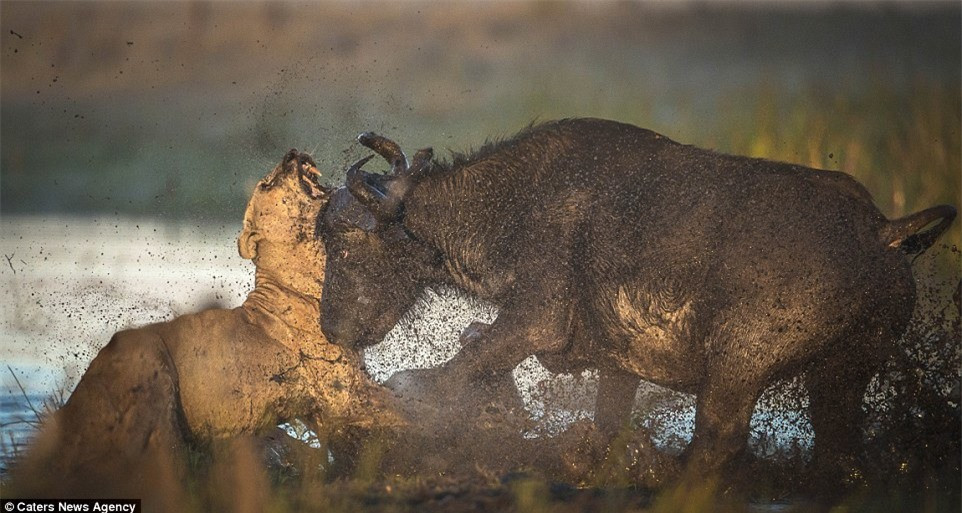Nhưng con trâu đã ra đòn tấn công trực diện vào sư tử cái.