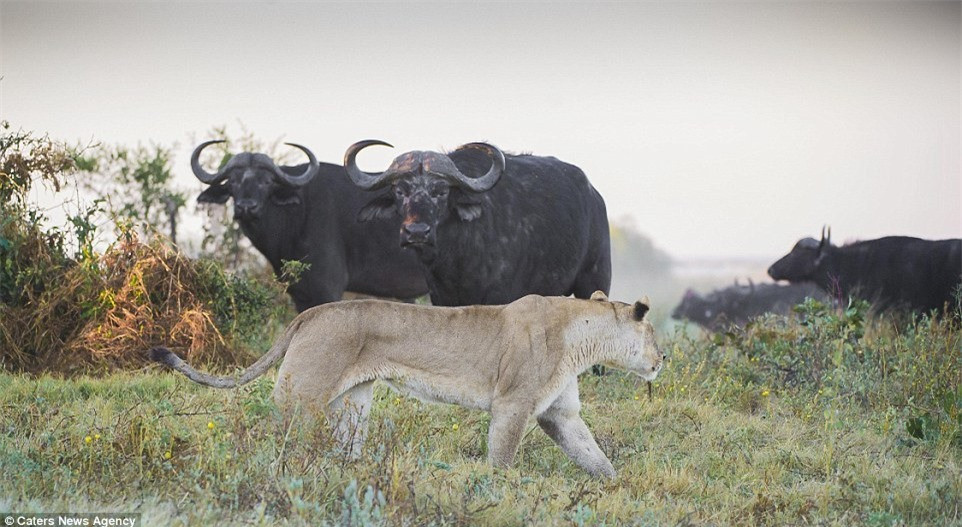 Bầy sư tử tấn công một con nghé bị thương ở đồng bằng châu thổ Okavango, Botswana. Nhưng chúng phải dè chừng những con trâu trưởng thành. 