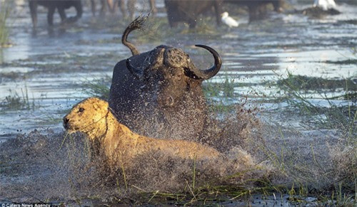 Con sư tử cái nhận ra rằng, nó đã mất lợi thế và đến lúc phải rút lui.