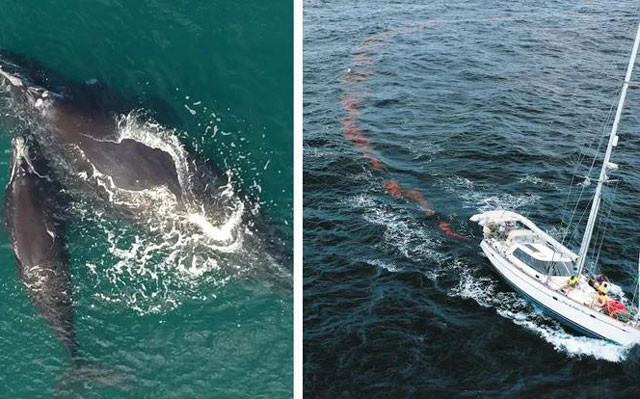 Canh tranh nhau giat giai 100 trieu USD cua Elon Musk