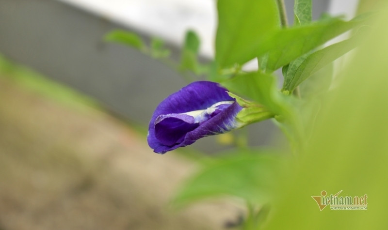 Cứ cãi nhau với vợ là chồng bỏ về nhà bố mẹ đẻ ảnh 1