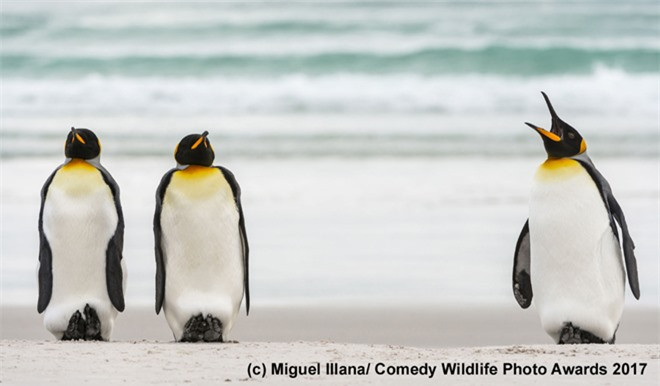 ##sc### Khi chim cánh cụt cũng có thể trở thành người thứ ba...