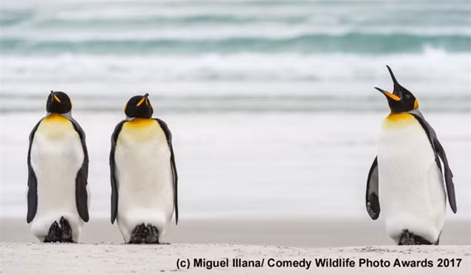  Khi chim cánh cụt cũng có thể trở thành người thứ ba...