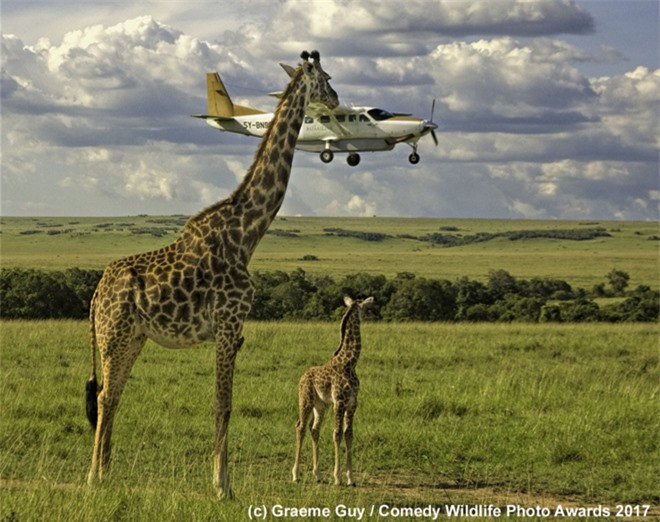 ##sc### Một chú hươu cao cổ đang kiểm tra việc thắt dây an toàn của hành khách trên máy bay trong bức ảnh mang tựa đề "Sẵn sàng để hạ cánh"của nhiếp ảnh gia Graeme Guy chụp tại Masai Mara, Kenya.