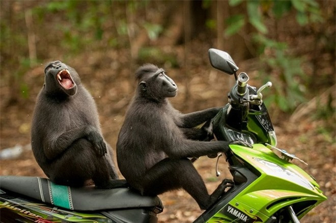 Cảm giác lần đầu được đèo bạn gái trên xe máy là một cảm giác không thể nào quên được. Bức ảnh "Chú khỉ chạy trốn" được nhiếp ảnh gia Katy Laveck Foster ghi lại tại khu bảo tồn thiên nhiên Tangkoko. 