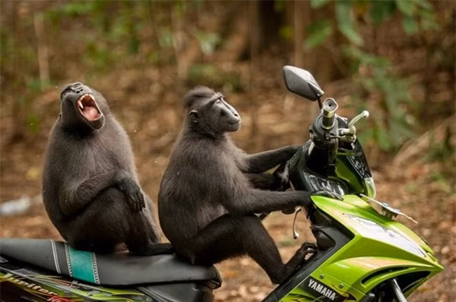 Cảm giác lần đầu được đèo bạn gái trên xe máy là một cảm giác không thể nào quên được. Bức ảnh "Chú khỉ chạy trốn" được nhiếp ảnh gia Katy Laveck Foster ghi lại tại khu bảo tồn thiên nhiên Tangkoko. 