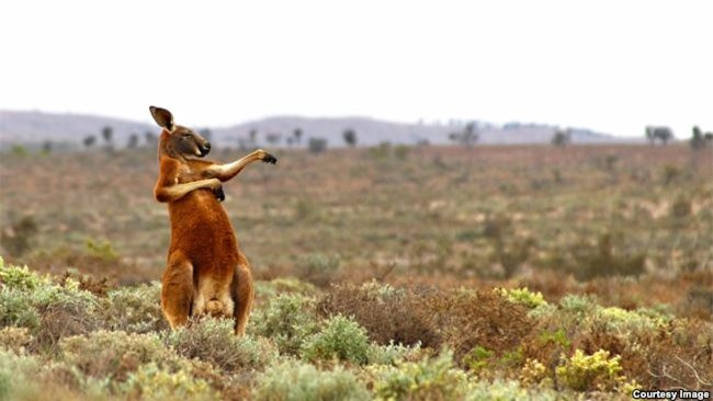 ##sc### "Kungfu kiểu...Úc" là một trong số những ứng viên sáng giá cho ngôi vị quán quân. Bức ảnh được chụp bởi nhiếp ảnh gia người Nga Andrey Giljov