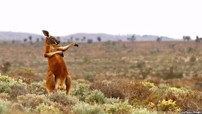  "Kungfu kiểu...Úc" là một trong số những ứng viên sáng giá cho ngôi vị quán quân. Bức ảnh được chụp bởi nhiếp ảnh gia người Nga Andrey Giljov