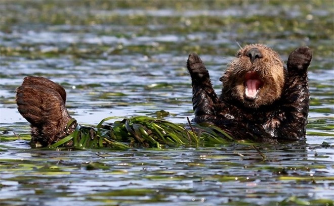 ##sc### Niềm vui không thể trì hoãn của một chú rái cả biển khi được đằm mình dưới dòng nước mát giữa mùa hè nóng bức. 