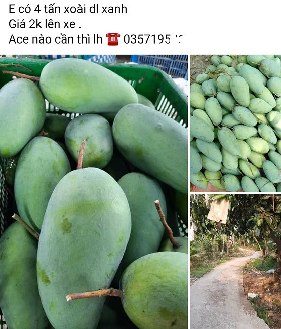 Xoai rot gia the tham, nong dan bat luc cho thuong lai den mua