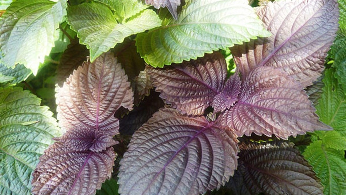 4 cách trị cảm cúm nhanh mà đơn giản nhất ảnh 1 4 cách trị cảm cúm nhanh mà đơn giản nhất ảnh 1