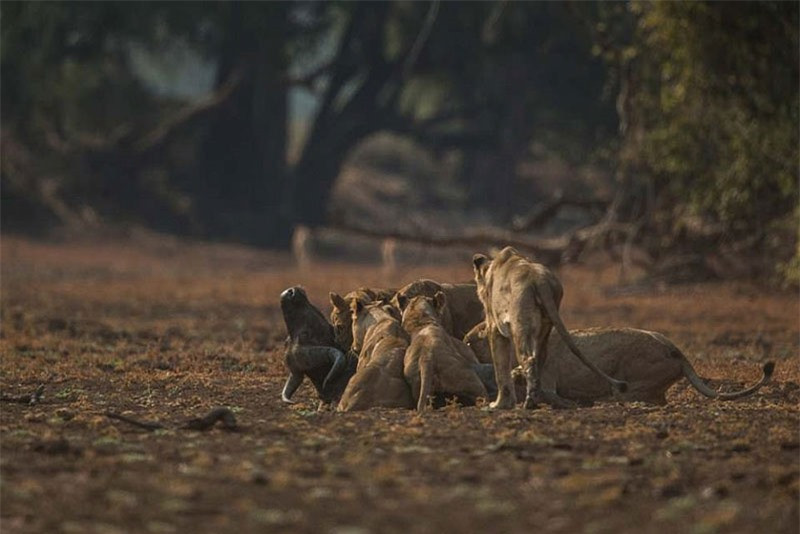 Được biết, toàn bộ cảnh tượng này được nhiếp ảnh gia người Anh - Luke Massey tình cờ ghi lại được tại vườn quốc gia Nam Luangwa ở Zambia. 