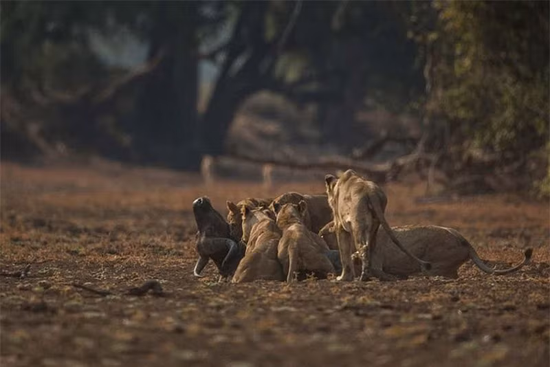 Được biết, toàn bộ cảnh tượng này được nhiếp ảnh gia người Anh - Luke Massey tình cờ ghi lại được tại vườn quốc gia Nam Luangwa ở Zambia. 